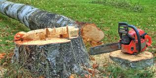 Best Leaf Removal  in Aventura, FL