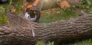Professional Tree Services in Aventura, FL